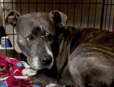pit bull adoption