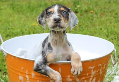dag bathing