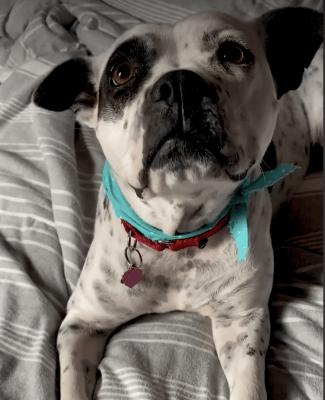 Valentine went from a puppy mill to a hoarding situation