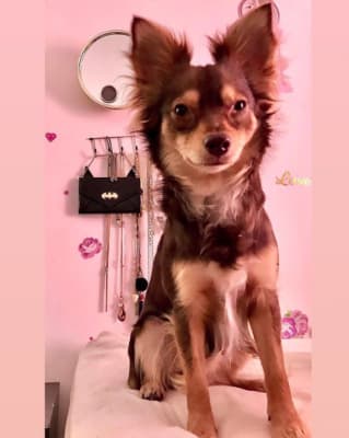 A great example of a Chihuahua Mixed With German Shepherd