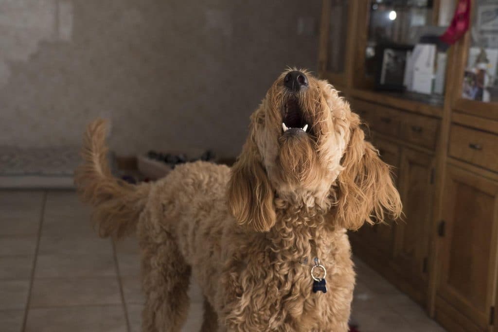 Do dogs get tired of barking