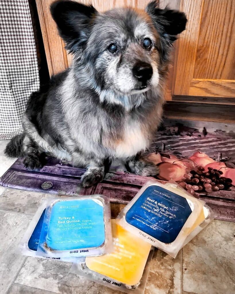 Best Soft Dog Food for Senior Dogs
