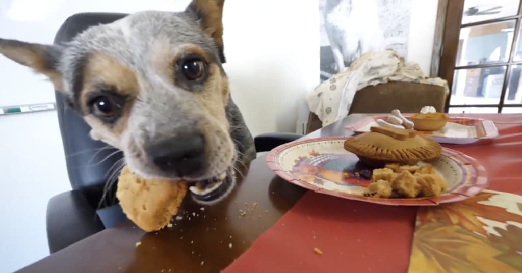 Homeless Dog Has First Thanksgiving and Invites His New Friends