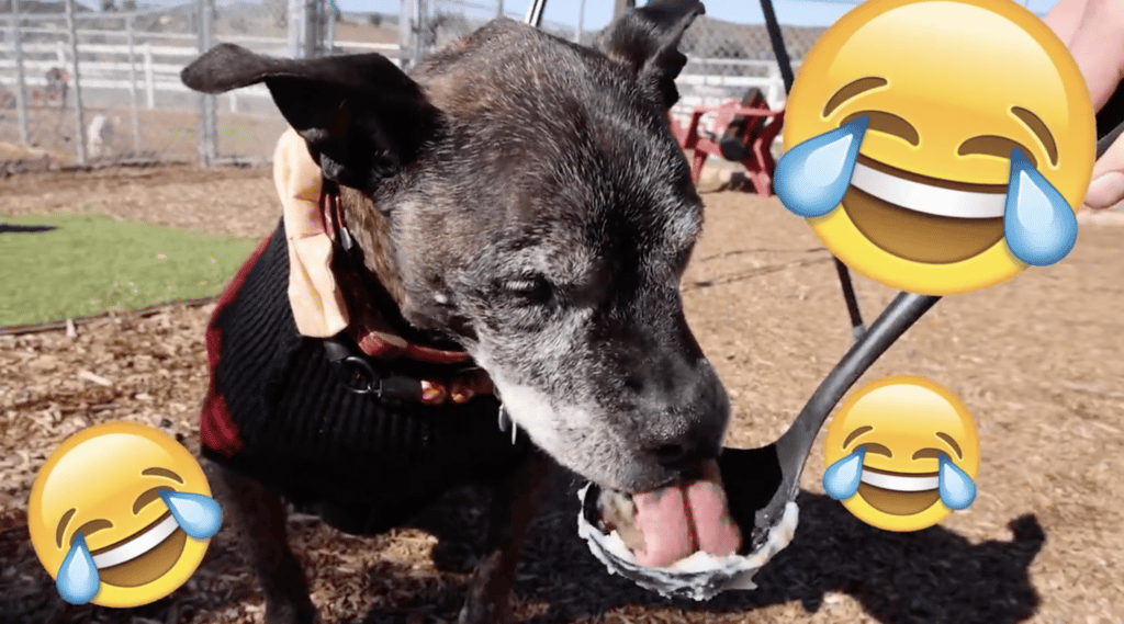 Homeless Dog eating thanksgiving meal