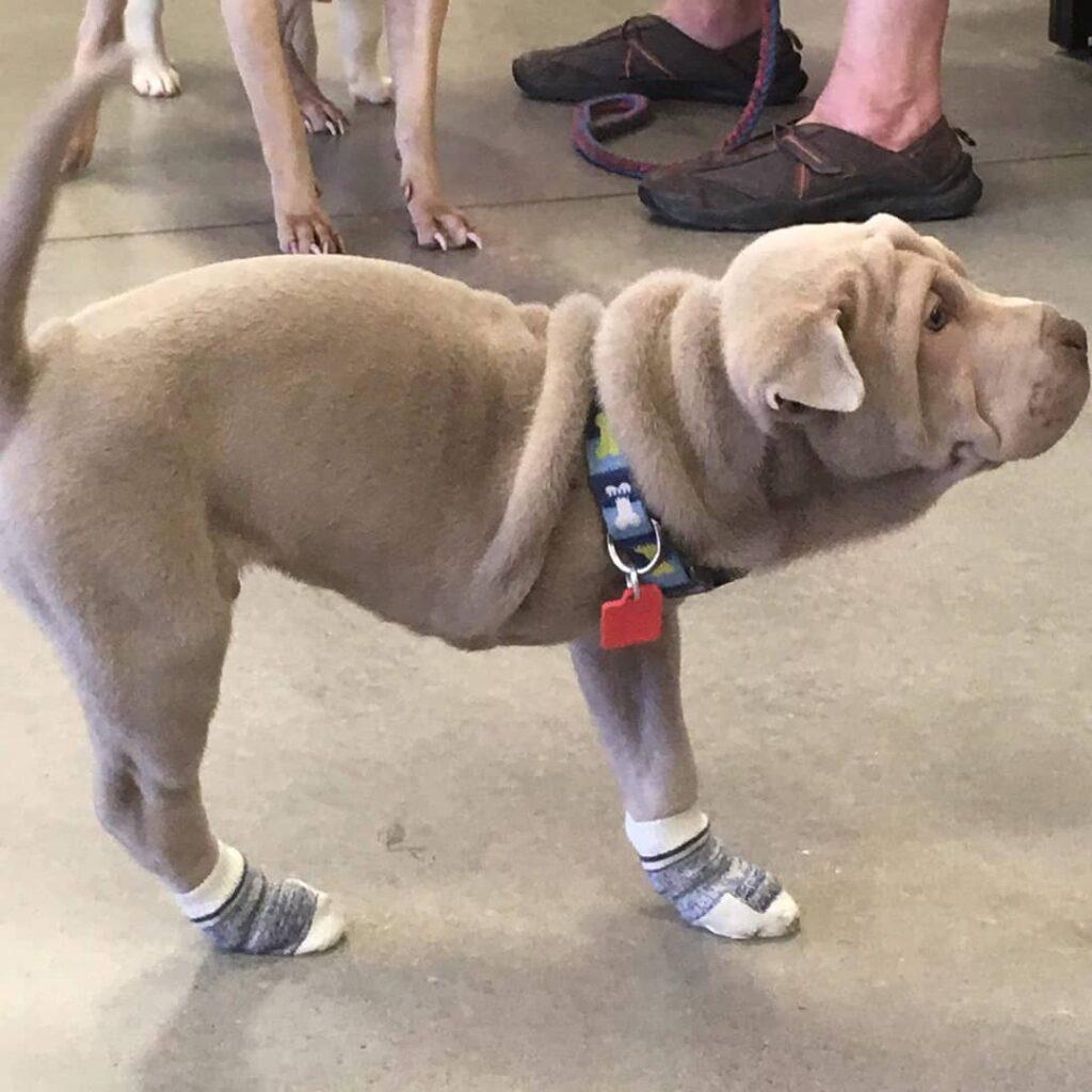 2 legged dog