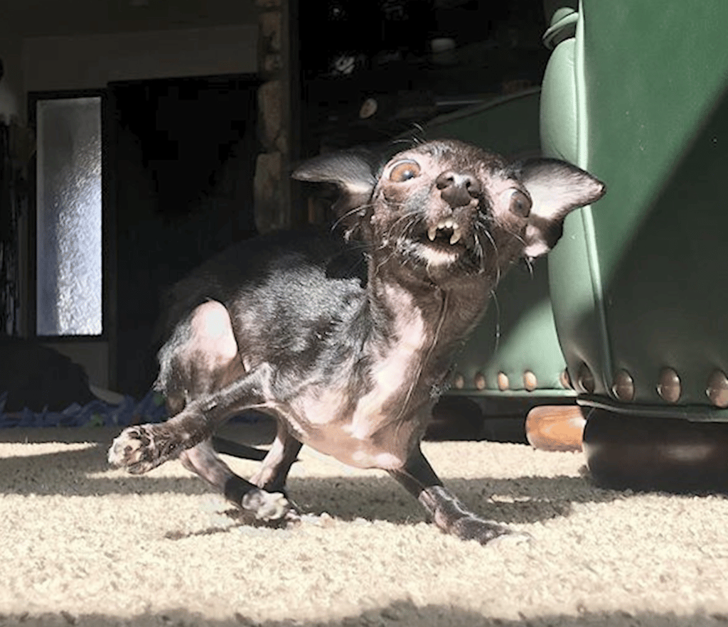 Special Needs Dog Gets Her First Puppuccino Ever!