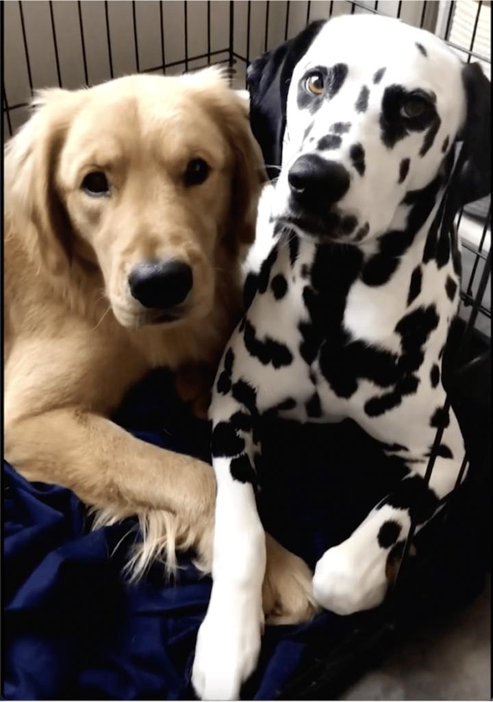 bonded dogs
