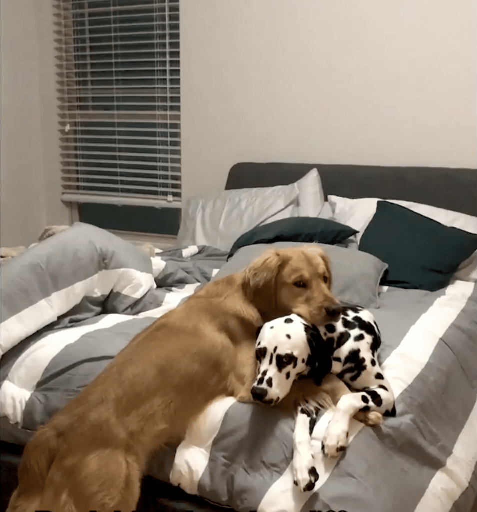 bonded dogs