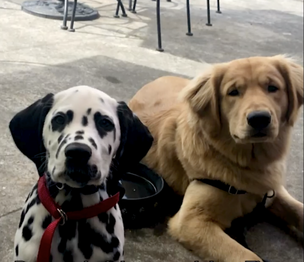 bonded dogs