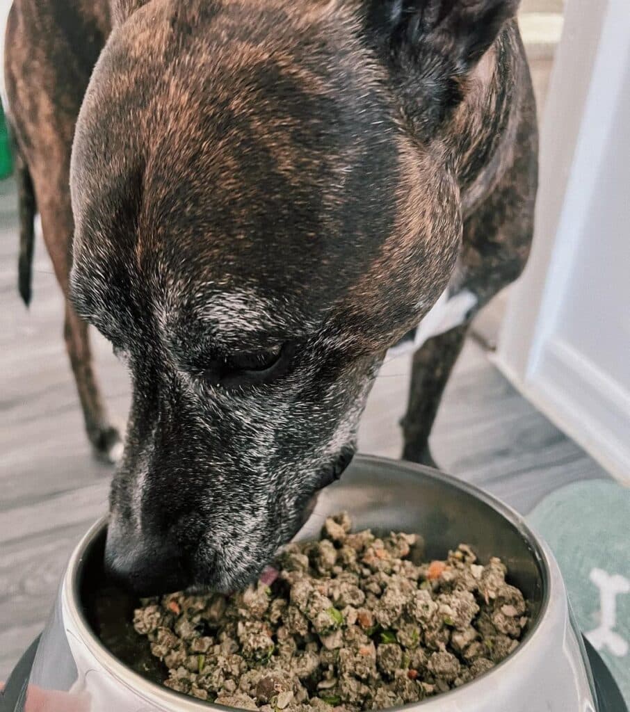 dog food