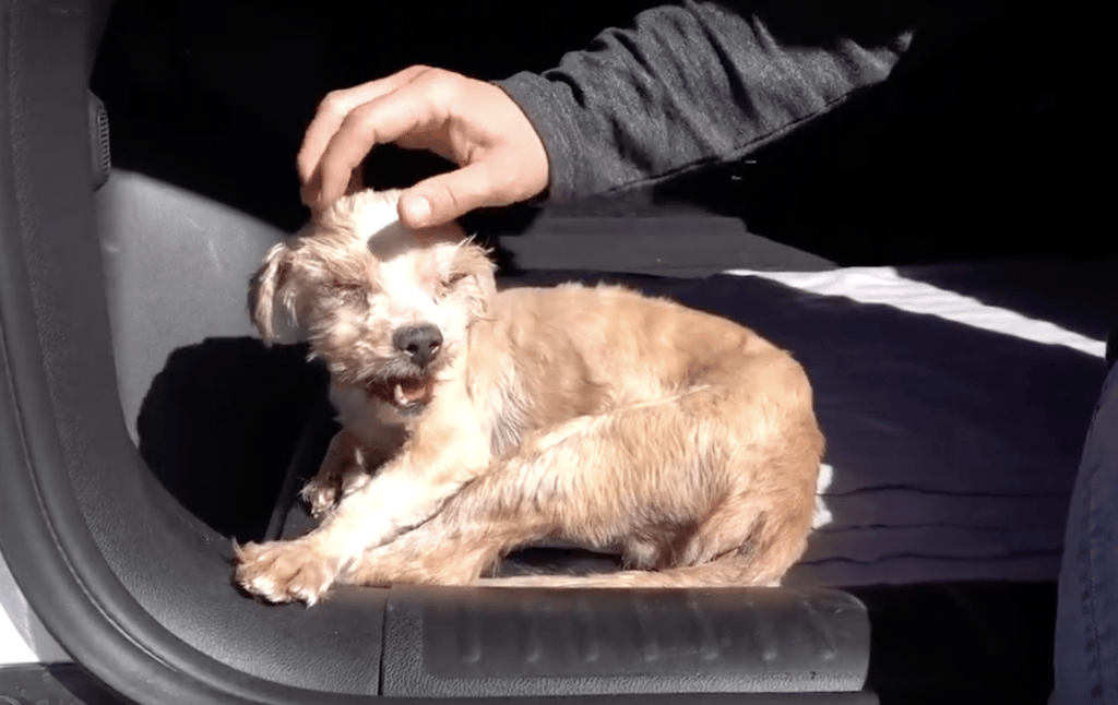 Leonardo, senior dog