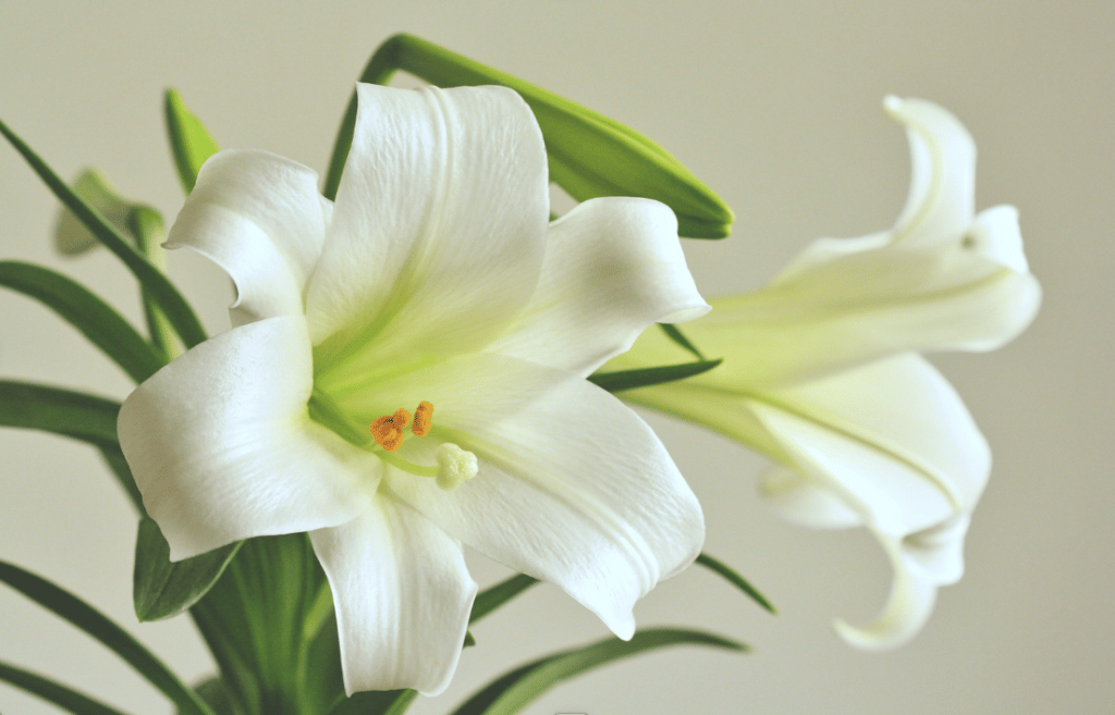 easter lilies