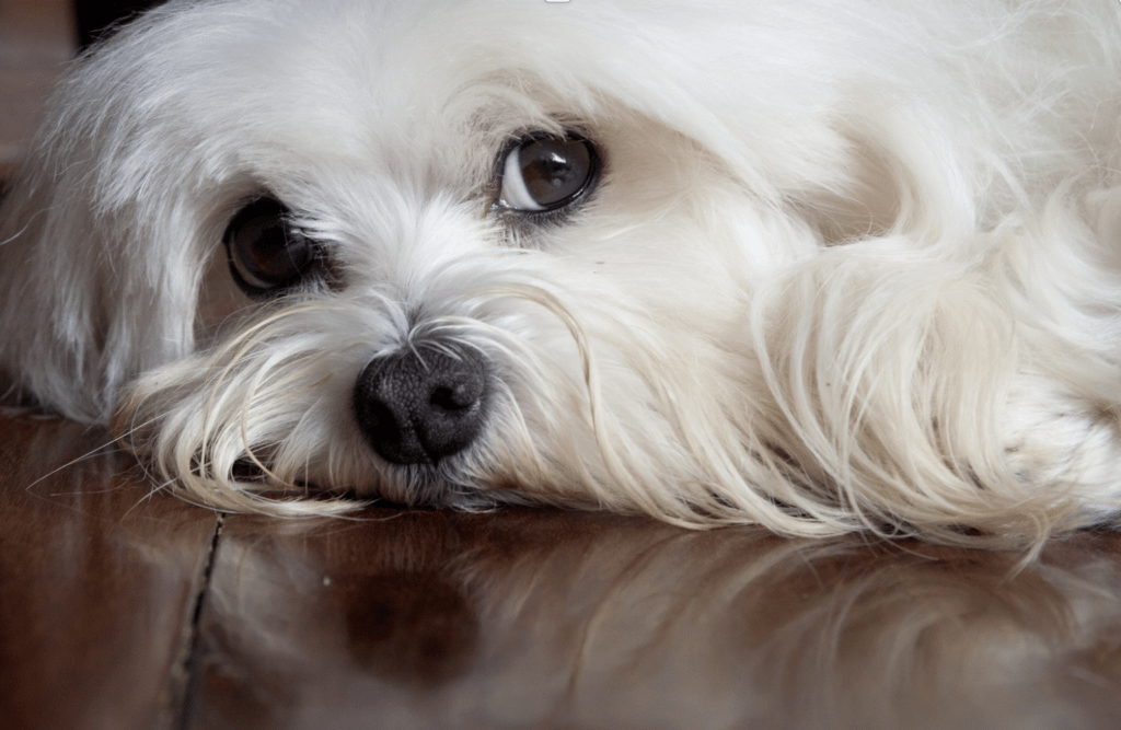 dog side eye