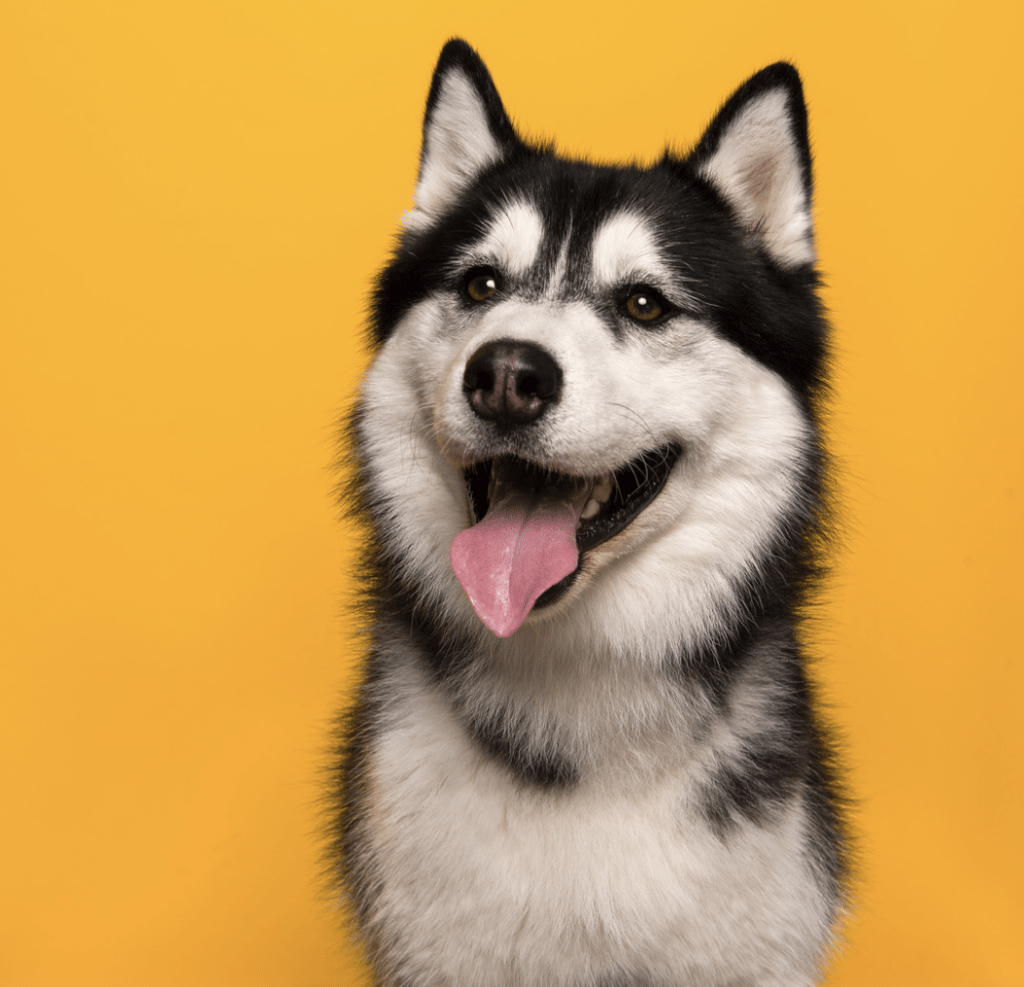 dog smiling