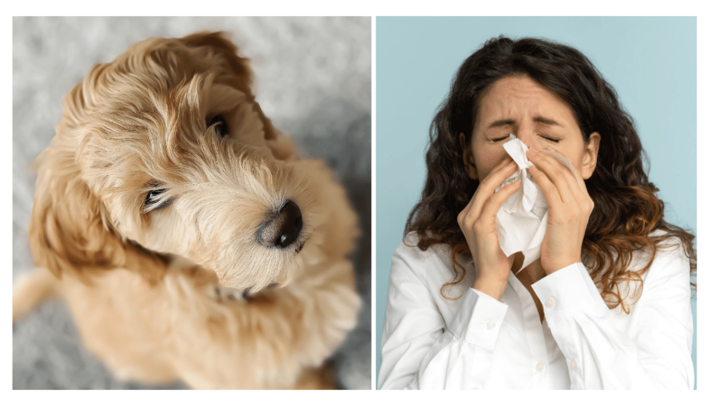 Are Goldendoodles Hypoallergenic?