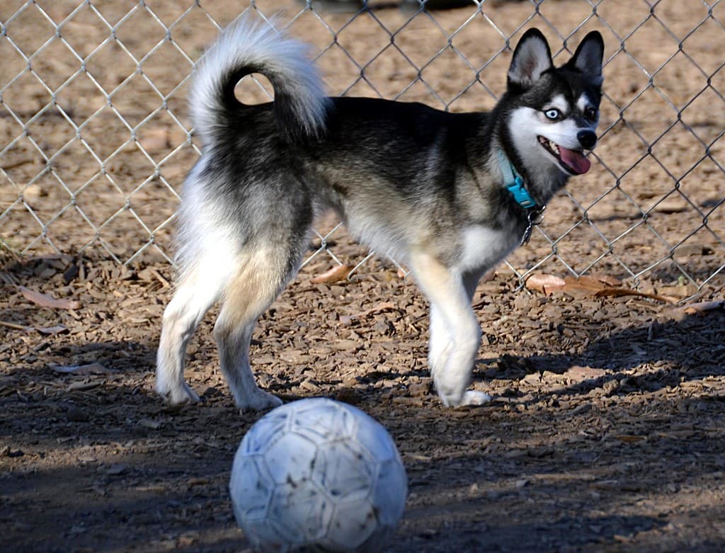 Close up of an Alaskan Klee Kai standing close to a ball, Alaskan Klee Kais are among the common dog breeds with blue eyes