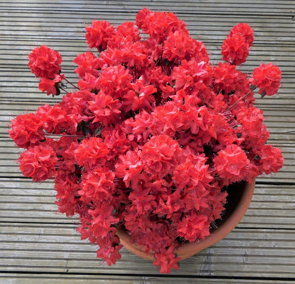 Close up of a cluster of potted Azalea flowers, the Azalea is among the toxic houseplants for dogs