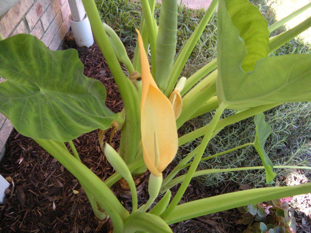 Close up of an elephant ear plant, elephant ears are among the toxic houseplants for dogs