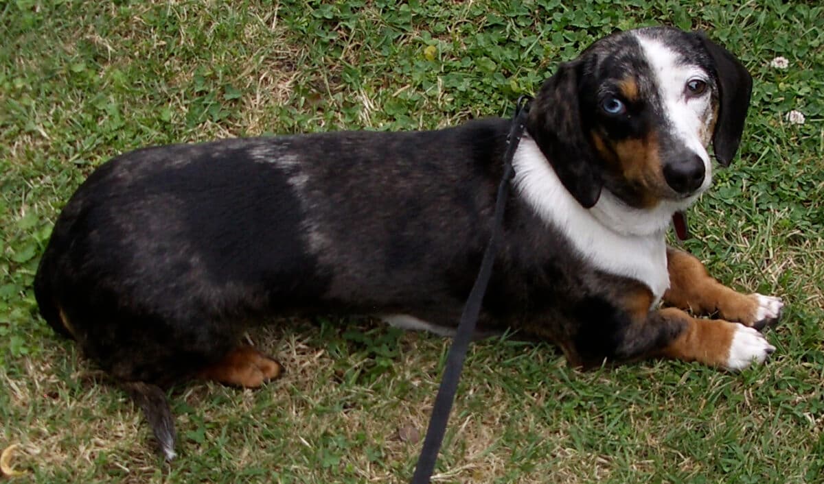 A dapple Dachshund with heterochromatic eye lying on grass, Dapple Dachshunds are among the common dog breeds with blue eyes