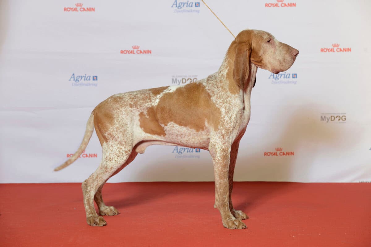 Close up of a Bracco Italiano on a red carpet, Bracco Italianos are among the dogs with long ears