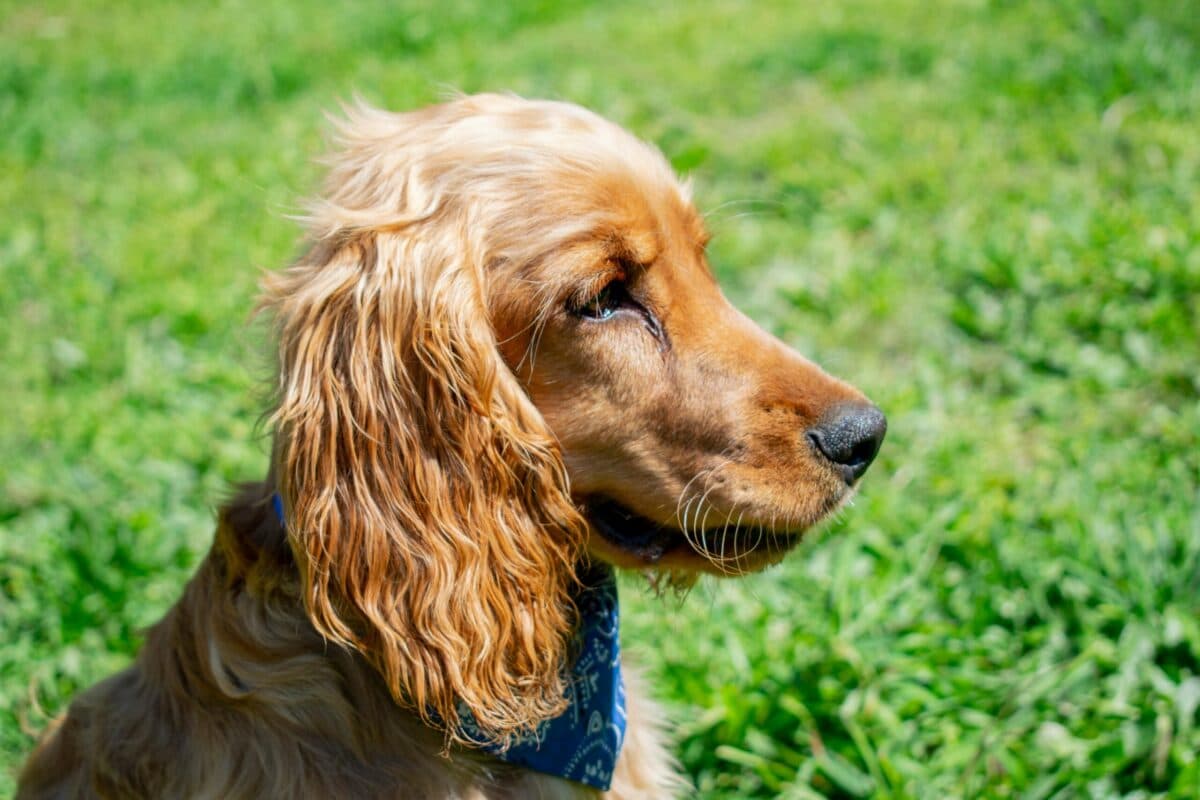 Close-up of a Cocker Spaniel, Cocker Spaniels are among the dogs with long ears