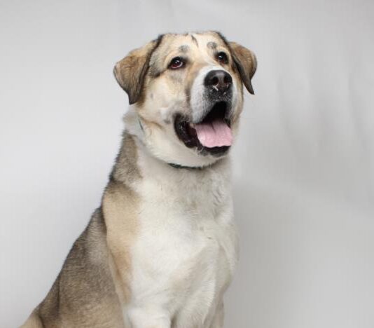 Dog that has been in shelter for 2 yrs