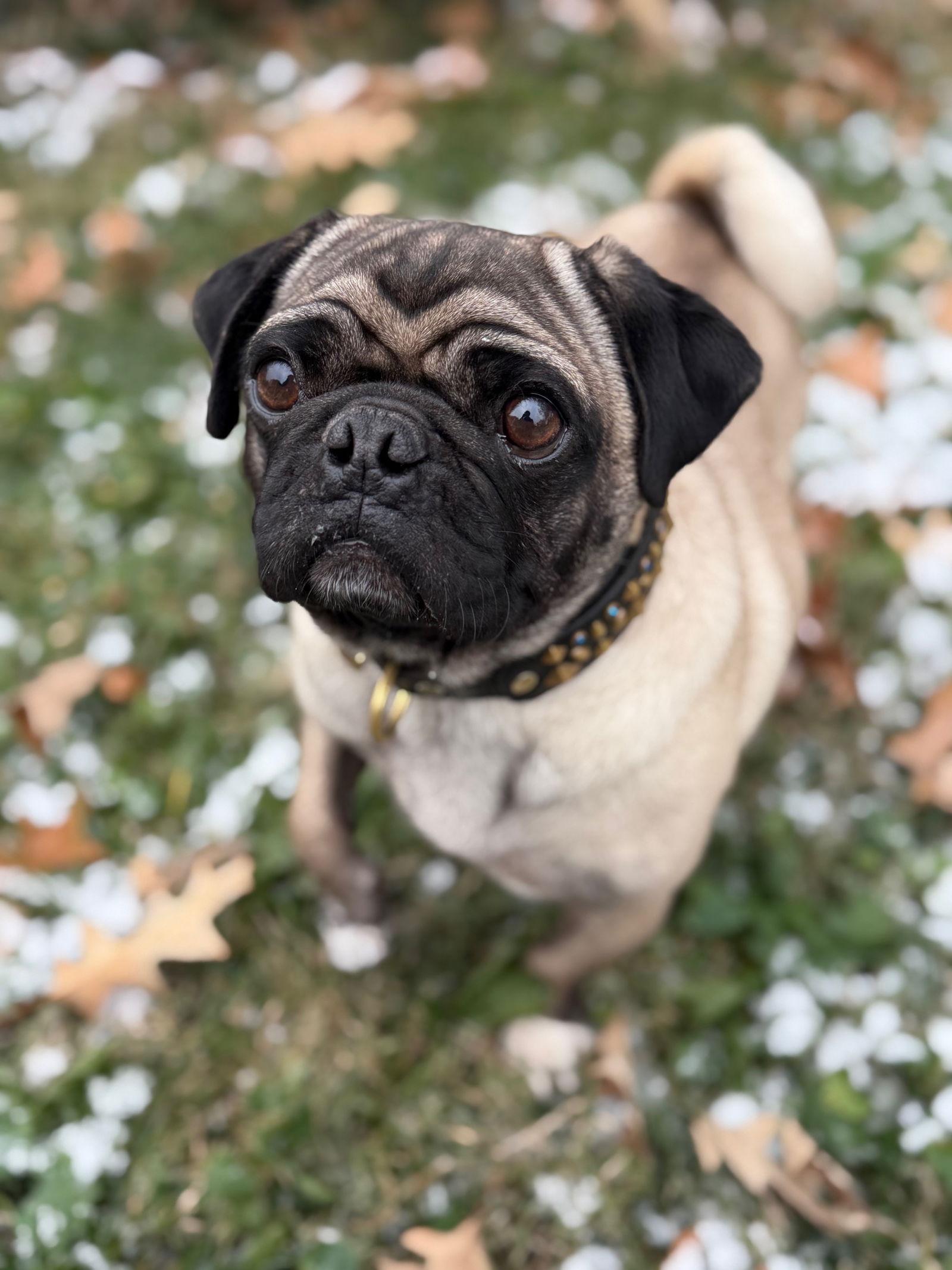 Buddy