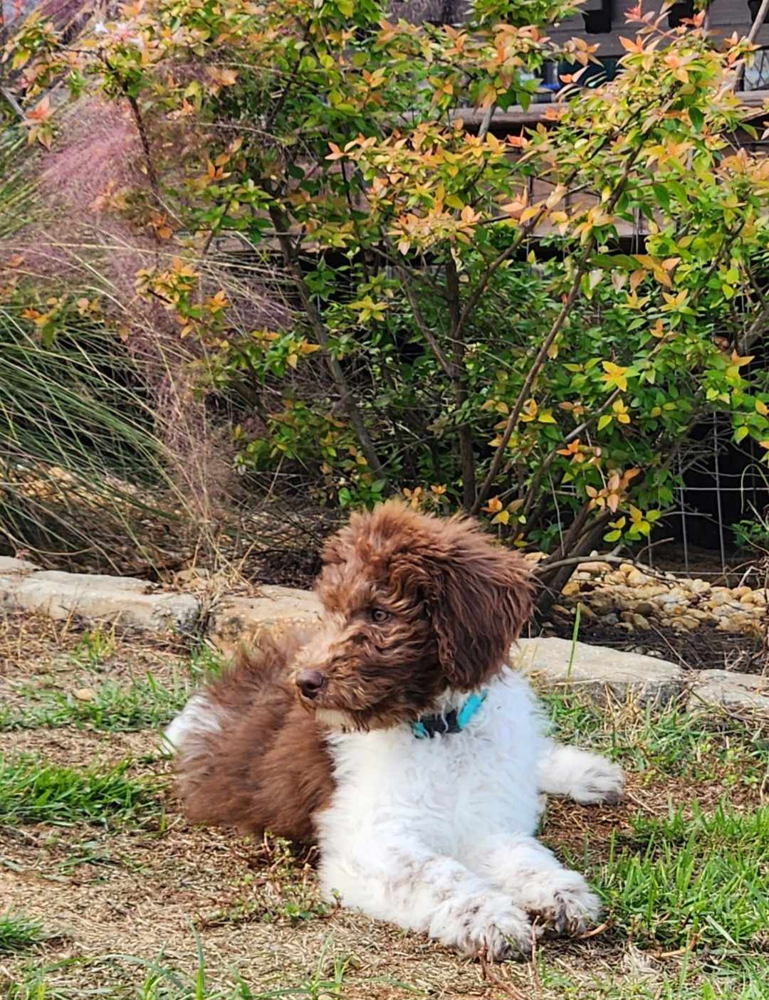 Sunny
