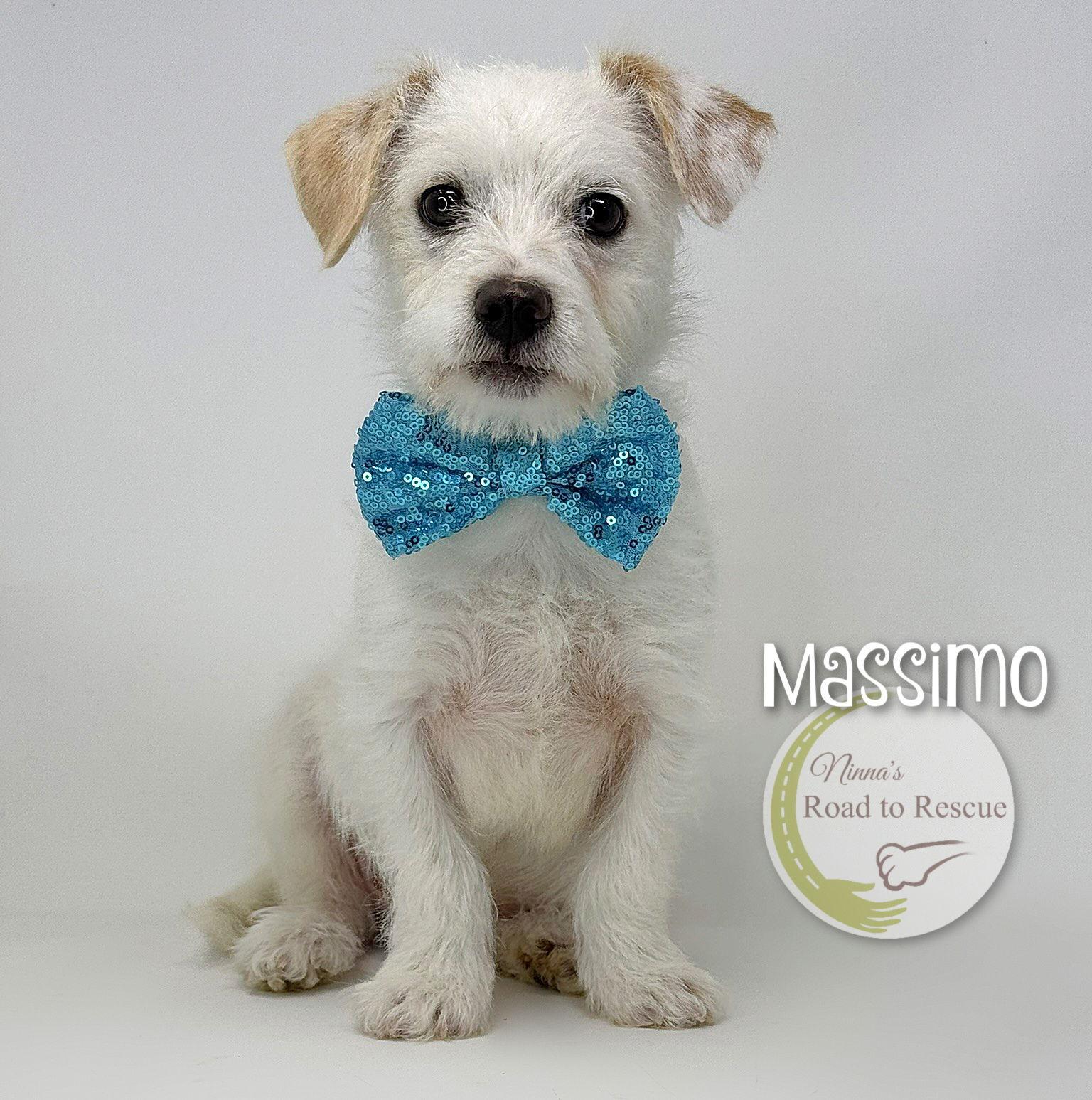Massimo