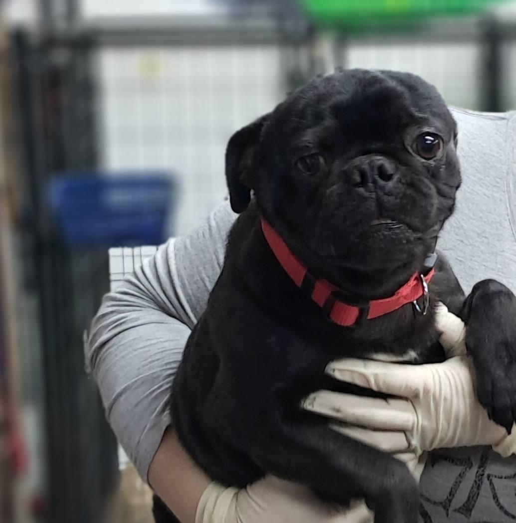 Earl Pugz
