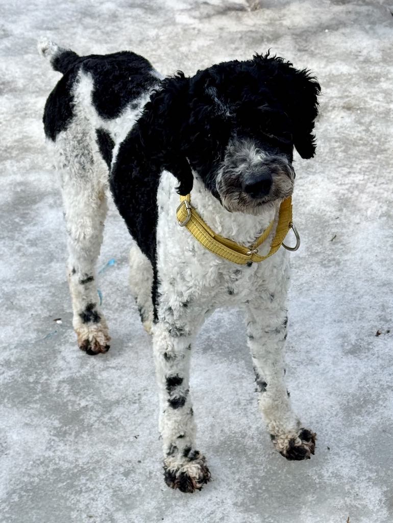 Max