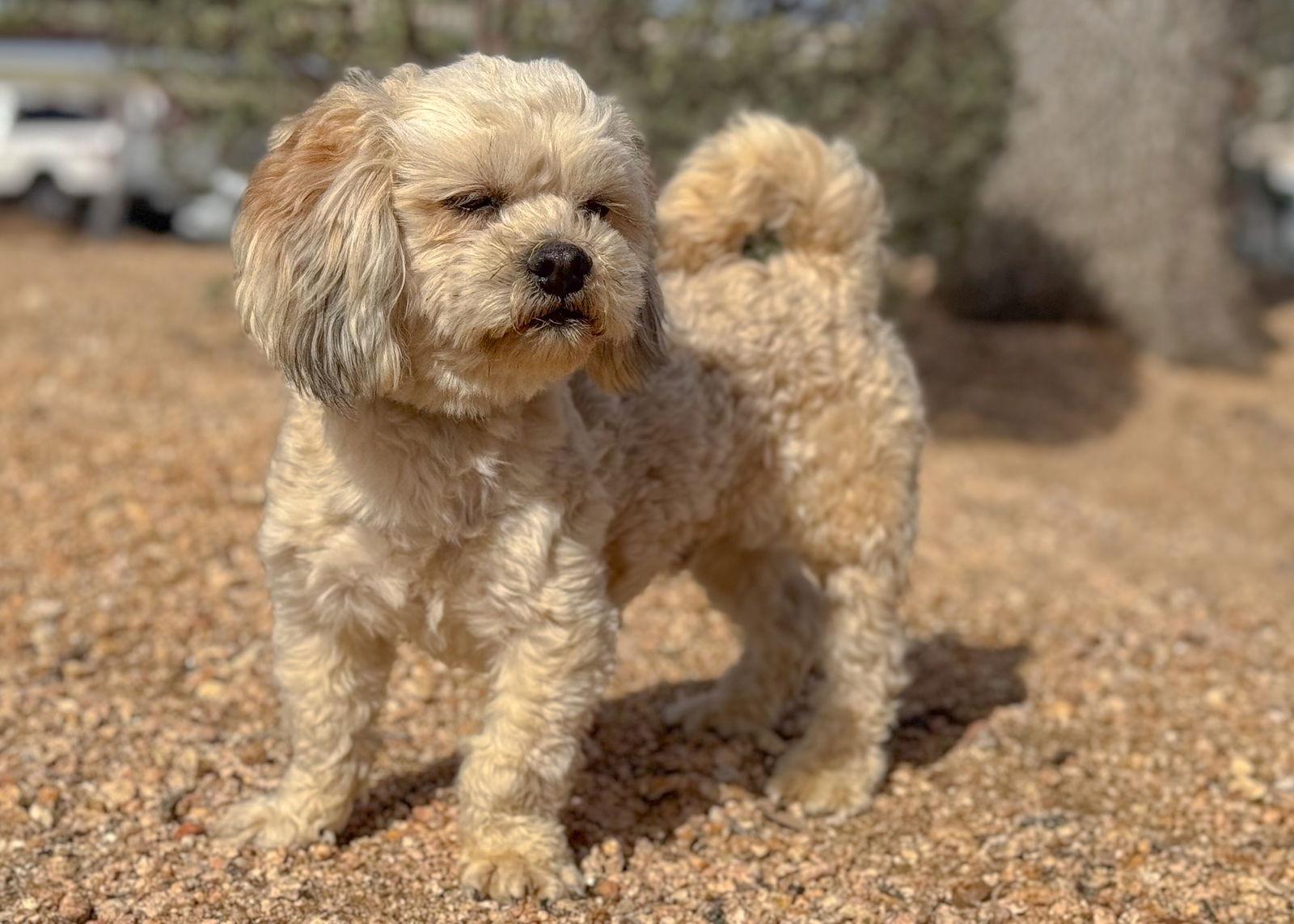 Benji (aka Mervin)