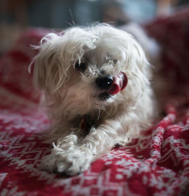 Sammy #cheery-lap-dog