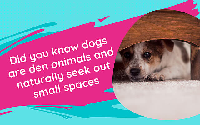 Why Crate Train a Rescue Dog