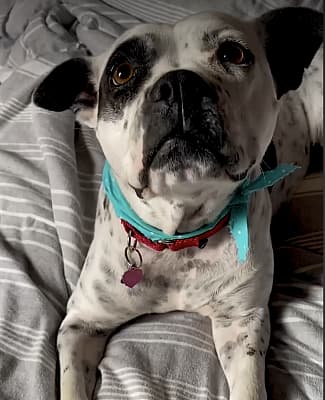 Valentine went from a puppy mill to a hoarding situation
