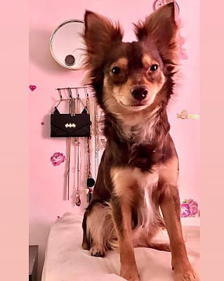 A great example of a Chihuahua Mixed With German Shepherd
