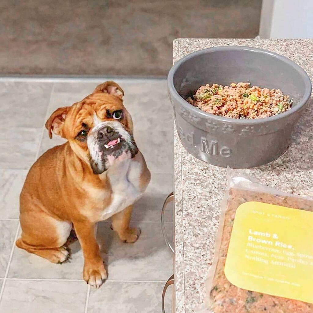 Best Dog food for French Bulldogs
