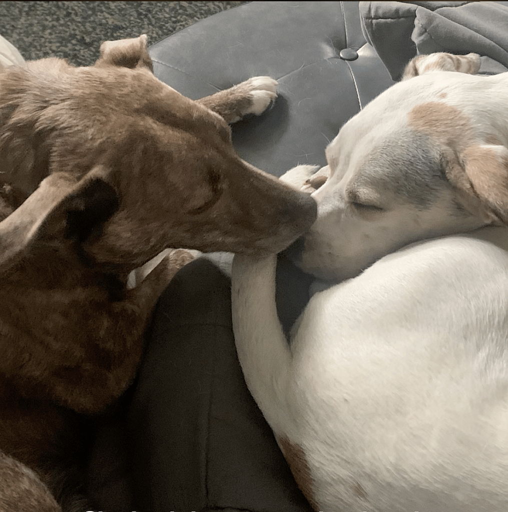 This Dog Was Tied to a Post in Freezing Weather, But What Happens Next Will Warm Your Heart