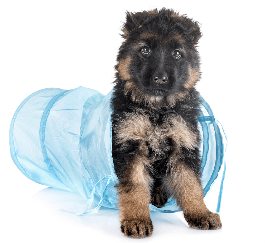 Best Toys for German Shepherds