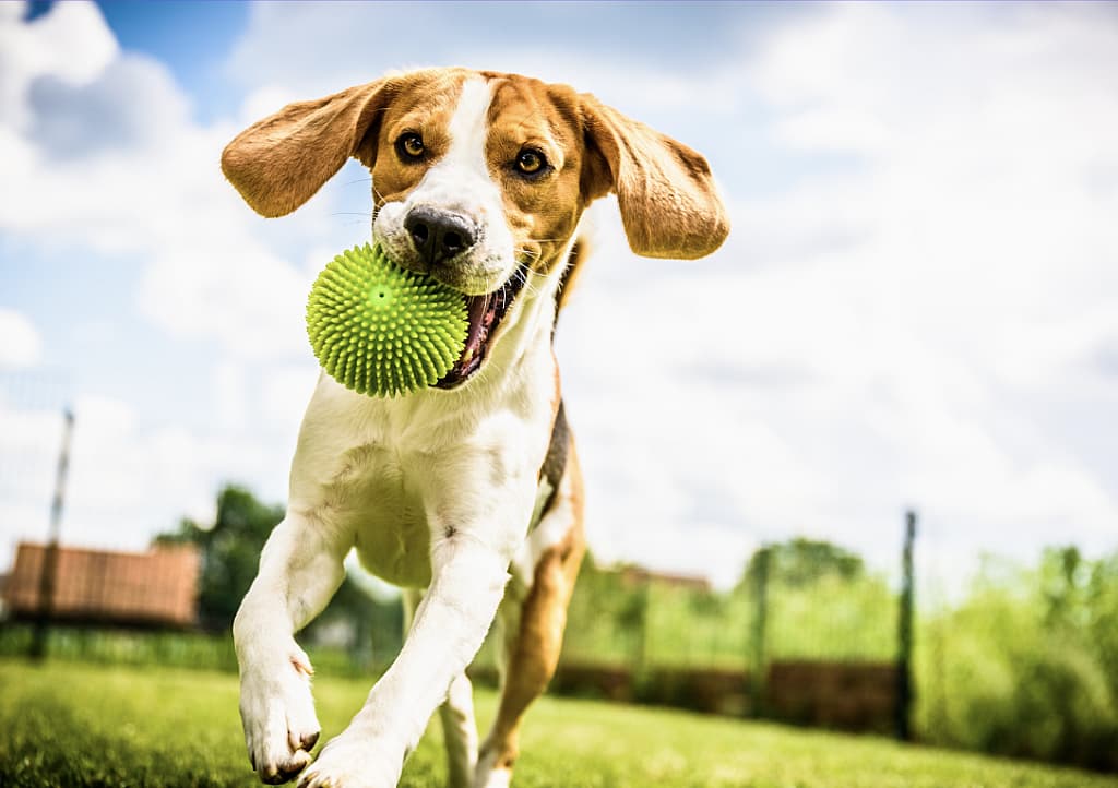 How to Help a Dog Lose Weight