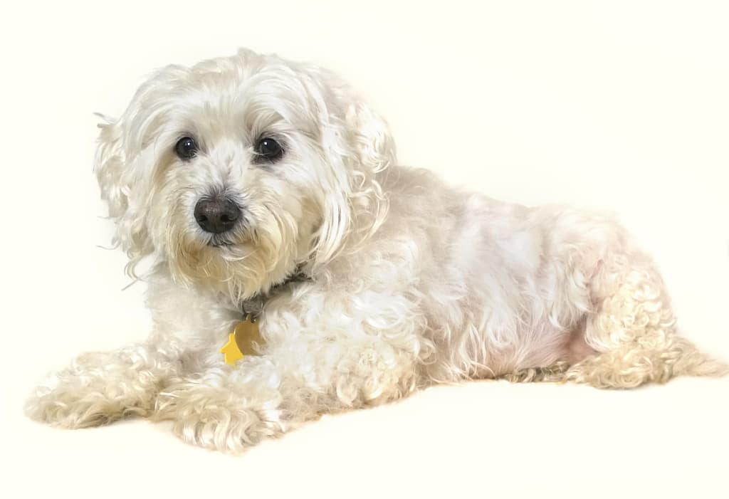 senior dog