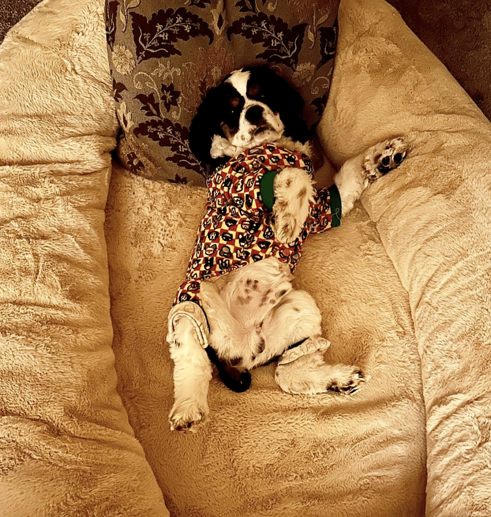 Human-Sized Dog Bed