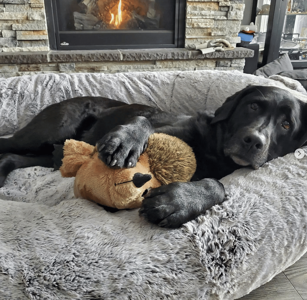 Human-Sized Dog Bed