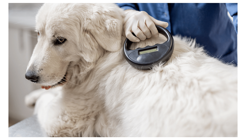 microchip dog