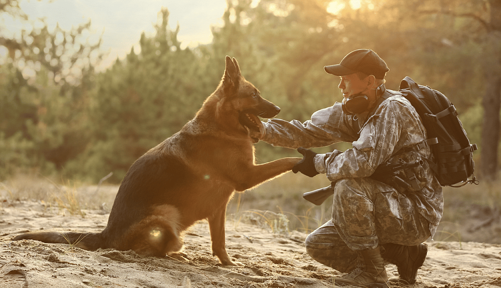 military working dog