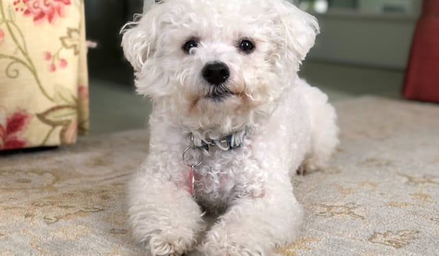 A Bichon Frise lying on the floor