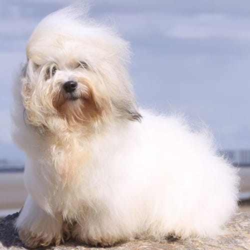 Long Haired Dog Breeds: Coton de Tulear on a rooftop