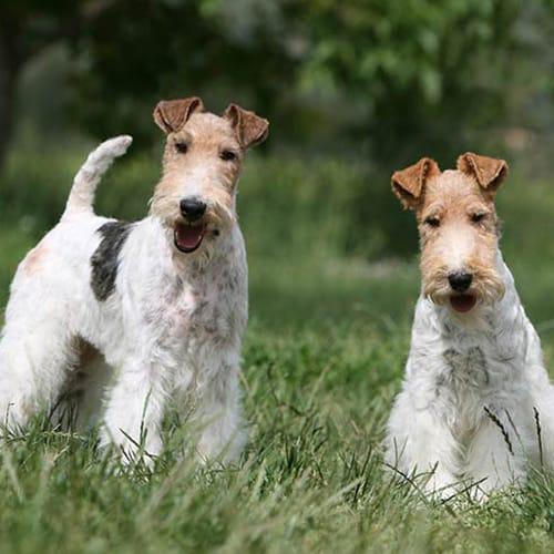 two Wire Fox Terriers on a field