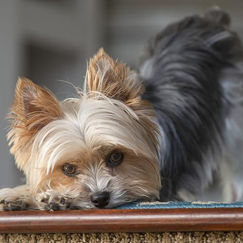 Long Haired Dog Breeds: Yorkshire Terrier looking outside a pet trim
