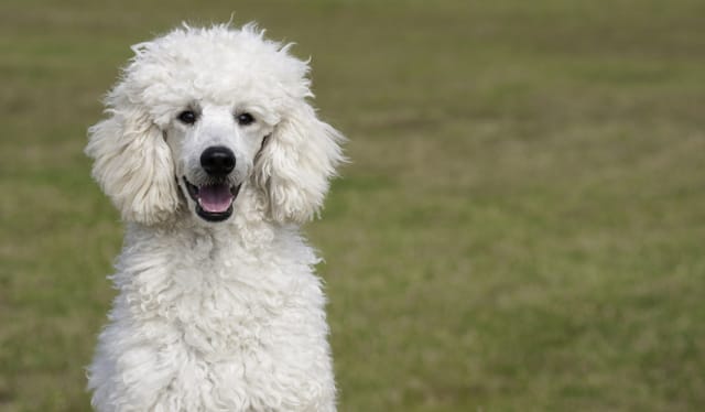 Poodle panting to cool down his body